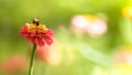 Bumblebee and pink flowers. Natural summer background. Copy space. Royalty Free Stock Photo