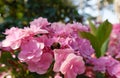 bumblebee on a pink flowers in spring