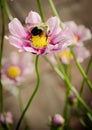 BumbleBee on pink and purple zinnia Royalty Free Stock Photo