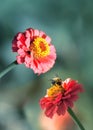 Bumblebee and pink summer flowers. Natural background. Royalty Free Stock Photo