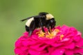 Bumblebee on a pink zinnia flower Royalty Free Stock Photo
