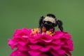 Bumblebee on a pink zinnia flower