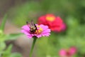 Bumblebee on pink zinnia with yellow stamens Royalty Free Stock Photo