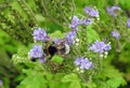 Bumblebee on plant, Lithuania Royalty Free Stock Photo