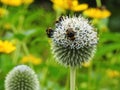 Bumblebee on plant, Lithuania Royalty Free Stock Photo