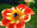 Bumblebee on plant, Lithuania Royalty Free Stock Photo