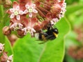 Bumblebee on plant, Lithuania Royalty Free Stock Photo