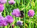 Bumblebee on plant, Lithuania Royalty Free Stock Photo