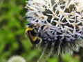 Bumblebee on plant, Lithuania Royalty Free Stock Photo