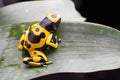 Bumblebee poison dart frog Royalty Free Stock Photo