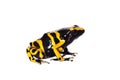 The bumblebee poison dart frog on white