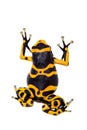 The bumblebee poison dart frog on white