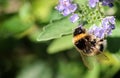 Bumblebee with pollen Royalty Free Stock Photo