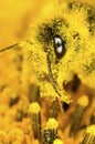 Bumblebee and pollen dust Royalty Free Stock Photo