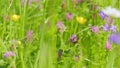 Bumblebee pollen on pink clover close up. Bumblebee nectaring on trifolium flower. Close up. Royalty Free Stock Photo