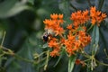 Bumblebee on butterfly weed