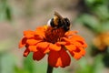 A bumblebee in pollen sits on a red flower Zinnia in summer. Royalty Free Stock Photo