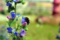 Bumblebee pollinates a blue weed