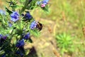 Bumblebee pollinates a blue weed