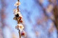 A bumblebee pollinates a flower of a fruit flowering tree in early spring. Spring background with copy space Royalty Free Stock Photo