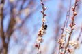 A bumblebee pollinates a flower of a fruit flowering tree in early spring. Spring background with copy space Royalty Free Stock Photo