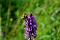 A bumblebee pollinates flowering Betonica officinalis against a blurred background of forest greenery