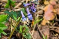 Bumblebee pollinates flowering Corydalis plant, bloom in spring
