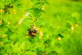 A bumblebee pollinates a flowering gooseberry bush close-up on a blurred background. Pollinator on a branch of a bush of berries Royalty Free Stock Photo