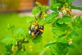 A bumblebee pollinates a flowering gooseberry bush close-up on a blurred background. Pollinator on a branch of a bush of berries Royalty Free Stock Photo