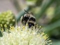 bumblebee pollinates flowering onions in the garden Royalty Free Stock Photo