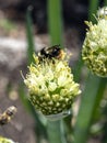 bumblebee pollinates flowering onions in the garden Royalty Free Stock Photo