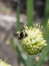 bumblebee pollinates flowering onions in the garden Royalty Free Stock Photo