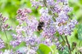 A bumblebee pollinates flowers in the garden at spring. A flowering lilac bush and green leaves. Close up, macro Royalty Free Stock Photo