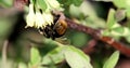 Bumblebee pollinates the flowers of honeysuckle. Spring Royalty Free Stock Photo