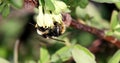 Bumblebee pollinates the flowers of honeysuckle. Spring Royalty Free Stock Photo