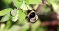 Bumblebee pollinates the flowers of honeysuckle. Spring Royalty Free Stock Photo