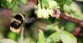 Bumblebee pollinates the flowers of honeysuckle. Spring Royalty Free Stock Photo