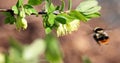 Bumblebee pollinates the flowers of honeysuckle. Spring Royalty Free Stock Photo