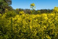 Bumblebee pollinates flowers. Insects help in pollination of plants. Rapeseed or colza Brassica napus golden field. Panoramic