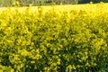 Bumblebee pollinates flowers. Insects help in pollination of plants. Rapeseed or colza Brassica napus golden field. Panoramic