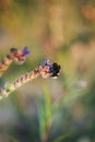 bumblebee pollinates flowers, looks for honey