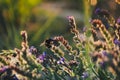 bumblebee pollinates flowers, looks for honey