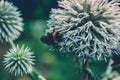 Bumblebee pollinates forest spines