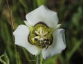 A bumblebee pollinates a gunnison\'s mariposa lily in the Rocky Mountains.