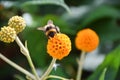 A bumblebee pollinates an orange ball tree flower Royalty Free Stock Photo