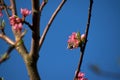 Bumblebee pollinates peach tree flowers. Peach blossoms in spring. Blue sky