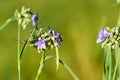 Bumblebee pollinates purple Tradescantia Spiderwort flower.