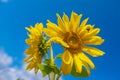 Bumblebee pollinates sunflower macro photography on a summer day. Bombus covered in sunflower pollen close-up photo in summertime Royalty Free Stock Photo