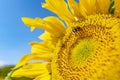 Bumblebee pollinates sunflower macro photography on a summer day. Bombus covered in sunflower pollen close-up photo in summertime Royalty Free Stock Photo