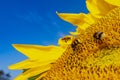 Bumblebee pollinates sunflower macro photography on a summer day. Bombus covered in sunflower pollen close-up photo in summertime Royalty Free Stock Photo